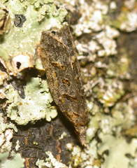 Heterocrossa iophaea