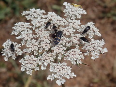 Acmaeoderella flavofasciata flavofasciata