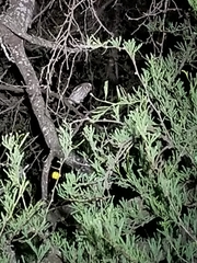 Micrathene whitneyi