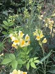 Linaria vulgaris
