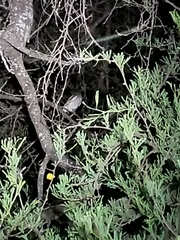 Micrathene whitneyi