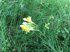 Linaria vulgaris