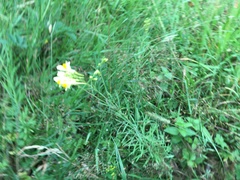 Linaria vulgaris