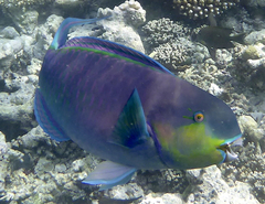 Chlorurus strongylocephalus