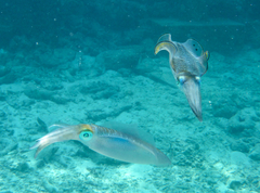 Sepioteuthis lessoniana