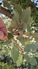 Quercus × cerrioides