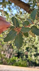 Quercus × cerrioides