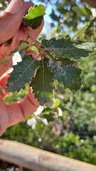 Quercus × cerrioides