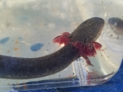 Siren intermedia