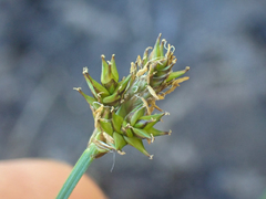 Carex illota