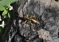 Agroecotettix modestus