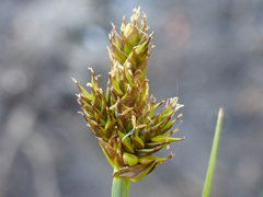 Carex illota