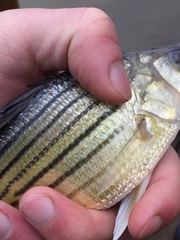 Morone mississippiensis