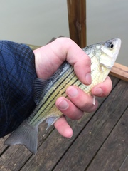 Morone mississippiensis