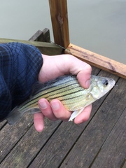 Morone mississippiensis