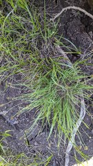 Carex illota
