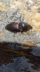 Selatosomus confluens