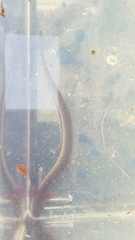 Siren intermedia
