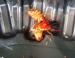 Parcoblatta fulvescens