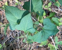 Calystegia atriplicifolia