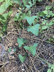 Calystegia atriplicifolia