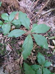 Lysimachia latifolia