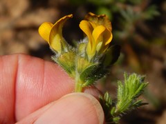 Lotononis involucrata