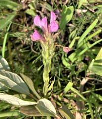 Orthocarpus bracteosus