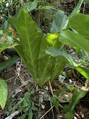 Anthurium crenatum