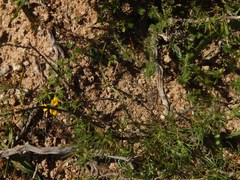 Lotononis involucrata