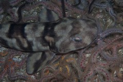 Haploblepharus pictus