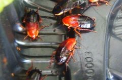 Parcoblatta fulvescens