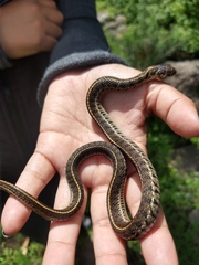 Thamnophis scaliger