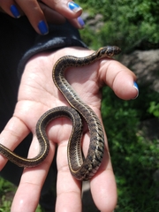 Thamnophis scaliger