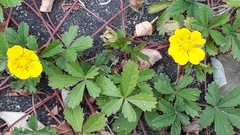 Potentilla reptans