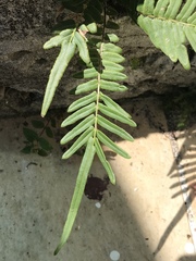 Pteris longifolia