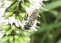 Coelioxys coturnix