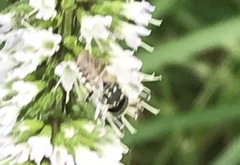 Coelioxys coturnix