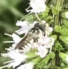 Coelioxys coturnix