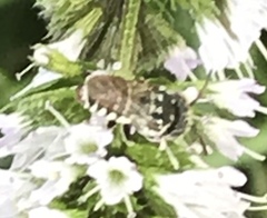 Coelioxys coturnix
