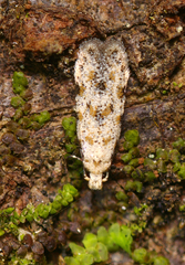 Crypsitricha stereota