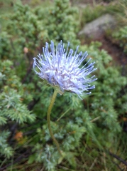Jasione laevis