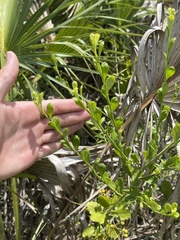 Baccharis glomeruliflora