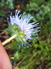 Jasione laevis
