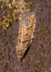 Heterocrossa iophaea