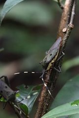 Molchina hopei