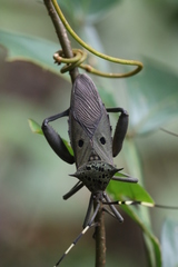 Molchina hopei
