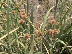 Scirpus pallidus
