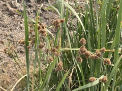 Scirpus pallidus