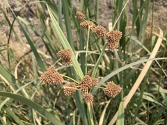 Scirpus pallidus